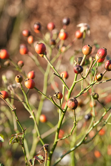 De kleine bottels van bijvoorbeeld hondsroos of deze hybride roos kunnen de hele winter blijven zitten
