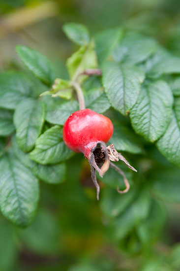 Japanse bottelroos, Rosa rugosa