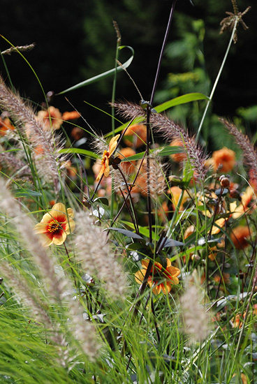 Natuurlijke combinatie met grassen