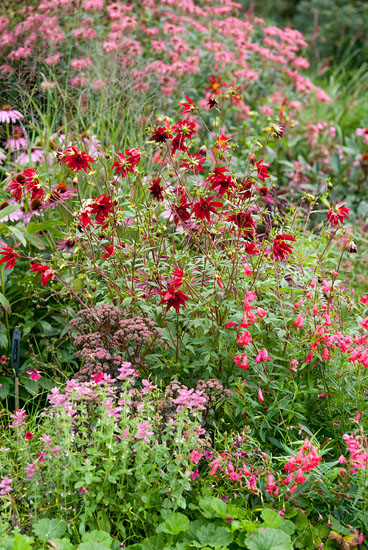 Eén van de mooiste borderdahlia’s is ’Ragged Robin’
