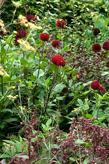 Pompon- en balddahlia’s hoeven echt niet stijf te zijn.