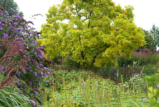 Robinia pseudoacacia ’Frisia’