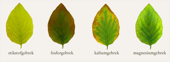 Voedingsstoffengebrek