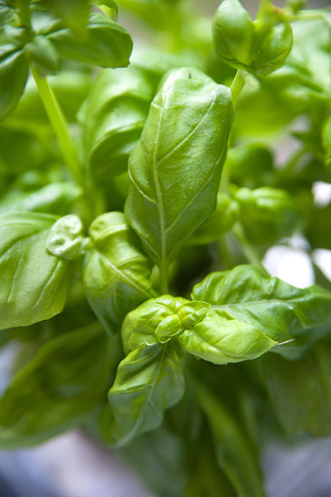 Basilicum ocimum ’Genovese’