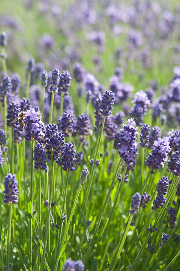 Lavandula angustifolia ’Thumbelina Leigh’