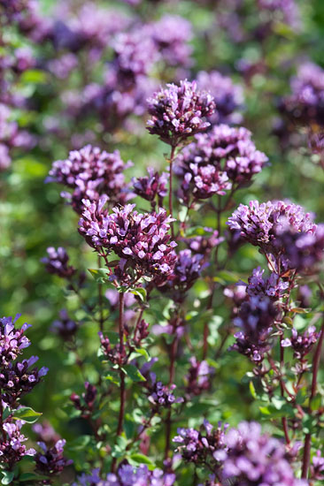 Oregano - Origanum ’Herrenhausen’