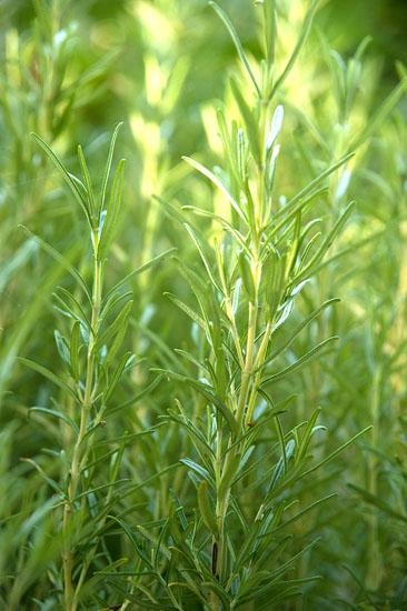 Rozemarijn - Rosmarinus officinalis