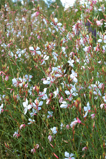 Gaura lindheimerii
