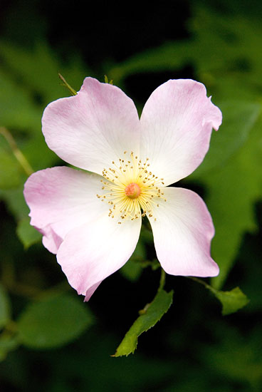 Rosa ’The Alexandra Rose’