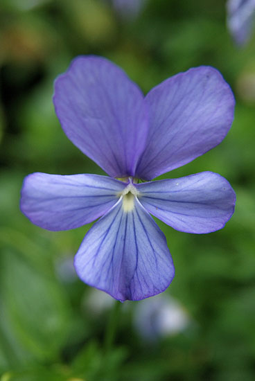 Viola ’Boughton Blue’