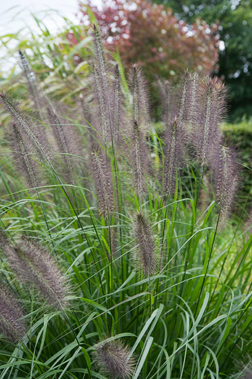 Pennisetum viridiscens ’Black Beauty’