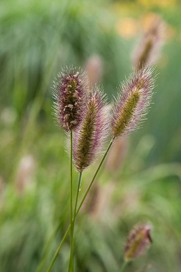 Pennisetum massaicum ’Red Buttons’