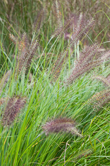 Pennisetum alopecuroides ’Cassian’