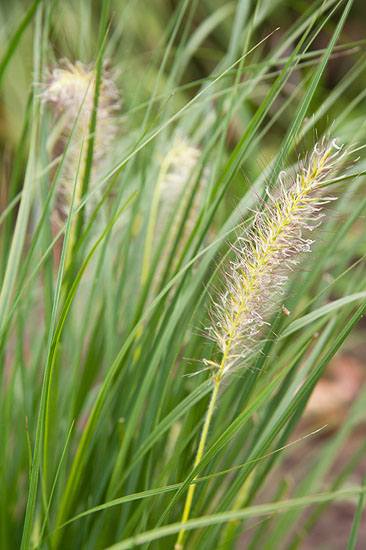 Pennisetum alopecuroides ’Gelbstiel’
