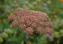 Afbeelding: Daucus carota