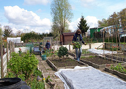 Afbeelding: De moestuin in april