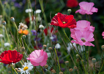 Afbeelding: Papavers in de border