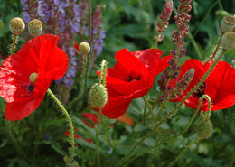 Afbeelding: Papaver rhoeas