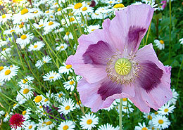 Afbeelding: Papaver somniferum