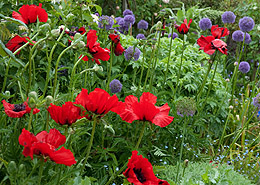 Afbeelding: Papaver orientale