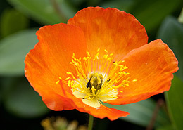 Afbeelding: Papaver nudicaule