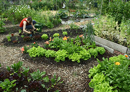 Afbeelding: De moestuin in juni