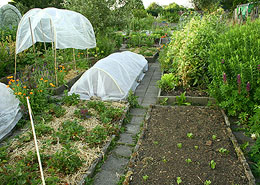 Afbeelding: De moestuin in juli