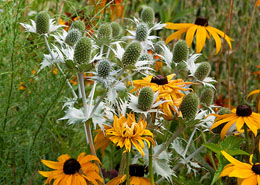 Afbeelding: Eryngium