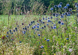 Afbeelding: Echinops