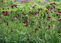 Afbeelding: Cirsium