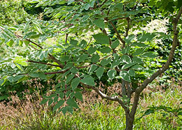 Afbeelding: Aralia elata