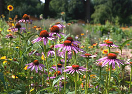 Afbeelding: Echinacea purpurea