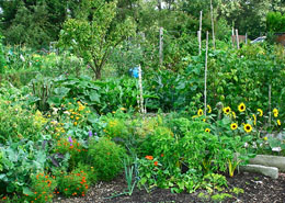 Afbeelding: Moestuin in augustus