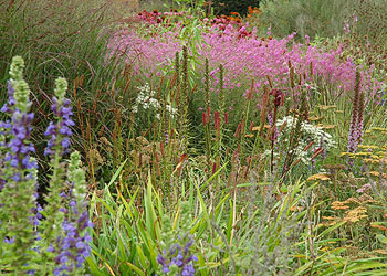 Afbeelding: Prairieplanten