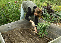 Afbeelding: Moestuin september