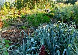 Afbeelding: De moestuin in oktober