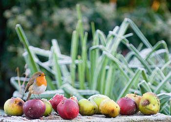 Afbeelding: Vogels voeren