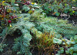 Afbeelding: Kerstboom recyclen