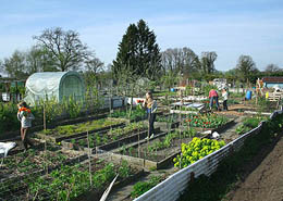 Afbeelding: Een moestuin beginnen