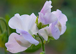 Afbeelding: Lathyrus zaaien