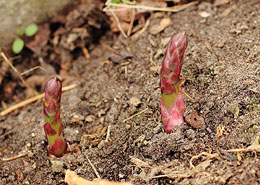 Afbeelding: Zelf asperges telen