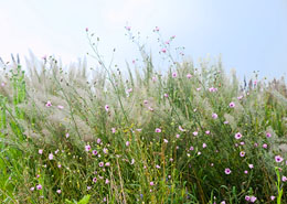 Afbeelding: Althaea cannabina