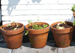 Afbeelding: Moestuin op `t balkon