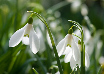 Afbeelding: Sneeuwklokjes