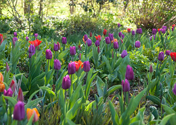 Tulpen voor verwildering