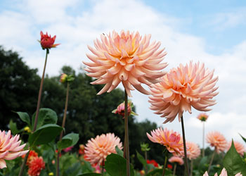 Afbeelding: Dahlias combineren