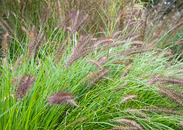 Afbeelding: Pennisetum