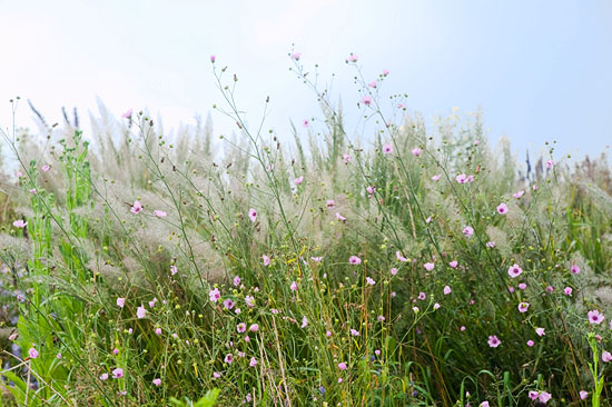 Althaea cannabina