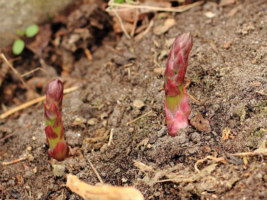 Asperges