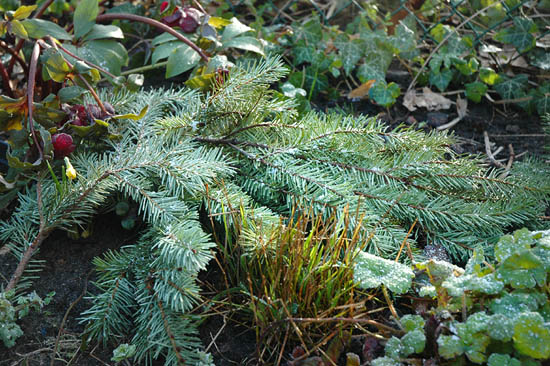 Kerstboom recyclen